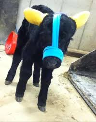 Pin On Baby Calf Ear Muffs