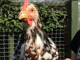 Light sussex male photo courtesy of andy vardy, melbourne national 1995. Speckled Sussex Cockerel 13 Weeks Old In Sandown Expired Wightbay