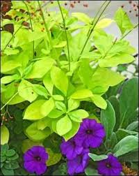 Image result for Talinum