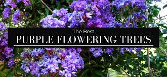 Planting tree crops may be very rewarding in both personal as well as financial terms. The Best Purple Flowering Trees