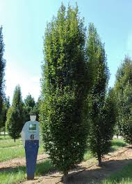 Cb Carpinus Betulus European Hornbeam Shade Trees Woodland Garden Columnar Trees