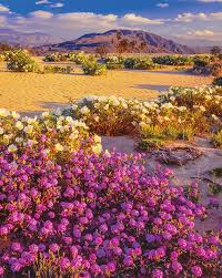 Have you ever wanted to visit the wildflower superbloom at anza borrego state park? State Park Escapes Anza Borrego