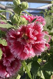 Image result for Alcea rosea