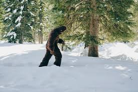 Bigfoot Sighting in Washington Is Probably Not What You Think