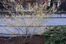 Image result for Pycreus xantholepis