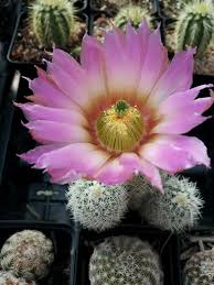 Image result for Eriosema verdickii