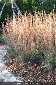 Image result for Schizachyrium