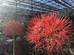 Image result for Scadoxus puniceus