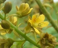 Image result for Guilandina bonduc