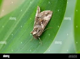 Image result for Autographa gamma