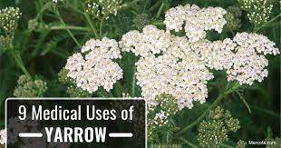 Yarrow The Herb That Heals Wounds And So Much More Natural Healthnews Yarrow Plant Perennial Herbs Yarrow Flower