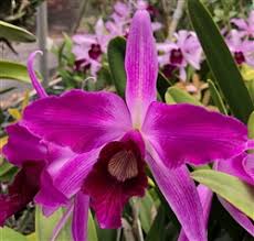 Image result for Angraecum infundibulare