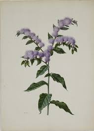 Image result for Riocreuxia