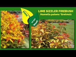 Image result for Hamelia patens