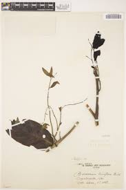 Image result for Eriosema laurentii