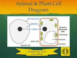 Check spelling or type a new query. Animal Plant Cells Lo To Be Able To Prepare Slides For Viewing Under The Light Microscope Can Label Plant And Animal Cell Structures And Describe Their Ppt Download
