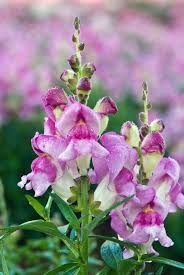 Avoid powdery mildew by providing good air circulation for the plants by good spacing and pruning. Growing Snapdragon Flowers How To Care For Snapdragon Plants