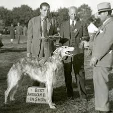 For centuries the borzoi could not be purchased but only given as gift from the tsar. Mr Borzoi Louis Murr The Russian Wolfhound Breeder And Judge