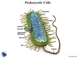They differ in terms of cellular structures, body forms, habitat, modes of reproduction, cellular metabolism, and many others. Prokaryotic Cells Plant Biology Lecture Slides Docsity