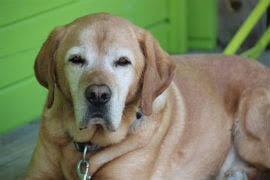 This means our doors are never closed in case of an emergency and you can be reassured that your. My Pet S Vet