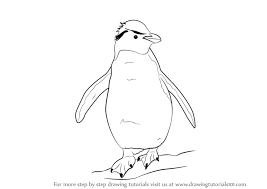 Learn How To Draw A Rockhopper Penguin (Antarctic Animals) Step By Step :  Drawing Tutorials