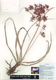 Image result for Cyperus longus