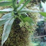 Image result for Tridactyle