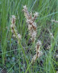 Image result for Carex steudneri