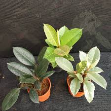 Maybe you would like to learn more about one of these? Rubber Plants Combo Nursery Buy