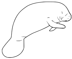Manatees forage in shallow water, feeding primarily on seaweed, algae, and occasionally on small fish and sea squirts. Easy Manatee Coloring Page Free Printable Coloring Pages For Kids