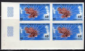 Image result for Diaphananthe sp.no.1. (Ball 657)