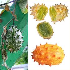 Image result for Cucumis quintanilhae