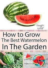 How To Grow The Best Watermelon In The Garden How To Grow Watermelon Growing Watermelon From Seed Watermelon Plant
