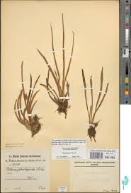 Image result for Vernonia agrianthoides