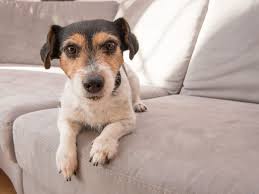 Ein kind fragt, wann sie in berlin sind. Doch Kein Zuhause Gefunden Weil Er Nicht Zur Couch Passte Familie Gibt Tierheim Hund Zuruck Bunte De