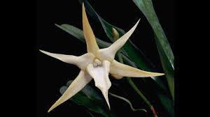 Image result for Angraecum moandense
