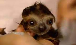 They are just so cute and so lazy and they make these cute little sloth noises. Heart Burst These Are Sloths Taking A Bath And Hanging Up To Dry Hellogiggles