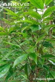 Image result for Rinorea