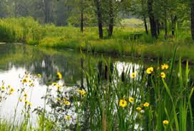 Conserving Our Wetlands