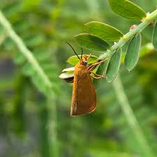 Image result for Rotheca aurantiaca