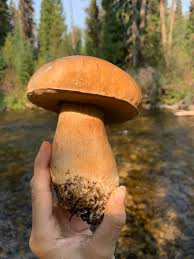 Image result for Boletus sp.
