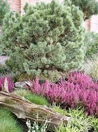 Heidegarten Tipps Zur Gestaltung Und Pflege Heidegarten Garten Pflanzen Garten