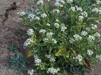 Image result for Chlorophytum angustissimum