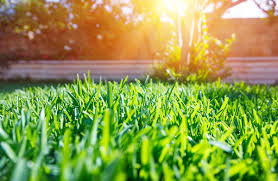 Have you had good luck with a particular grass seed variety? Grass Seeds Best Grass Lawn Seed Nature S Seed