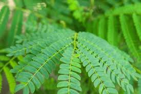 Image result for Albizia chinensis