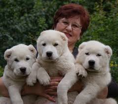 4 как пишется слово алабай? Alabaj Vse O Porode Istoriya Porody Lechenie Pitanie Shenki Alabaj House Dog Ru