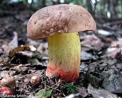 Image result for Boletus speciosus