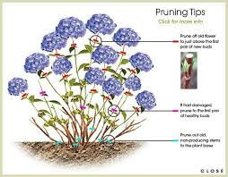 Adjust the soil's ph to get the desired color. Hydrangea Deadhead Hydrangea Garden Plants Ornamental Plants