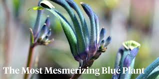 Image result for Anigozanthos