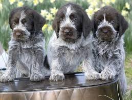Advertise services like guided hunts, hunting preserve, game birds and dogs. German Wirehaired Pointer Info Temperament Puppies Pictures